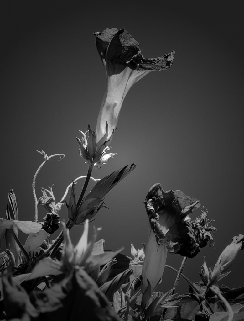 Black-and-white photograph looking upward through a cluster of flowering plants. Two tall, trumpet-shaped flowers rise above dense leaves and buds, their petals wilted and curling irregularly at the edges. The tallest flower reaches into an open dark-gray sky, while a second bends slightly to the right. Strong light catches the pale stems, fine hairs, and edges of the foliage, creating sharp contrast against deep shadows.
