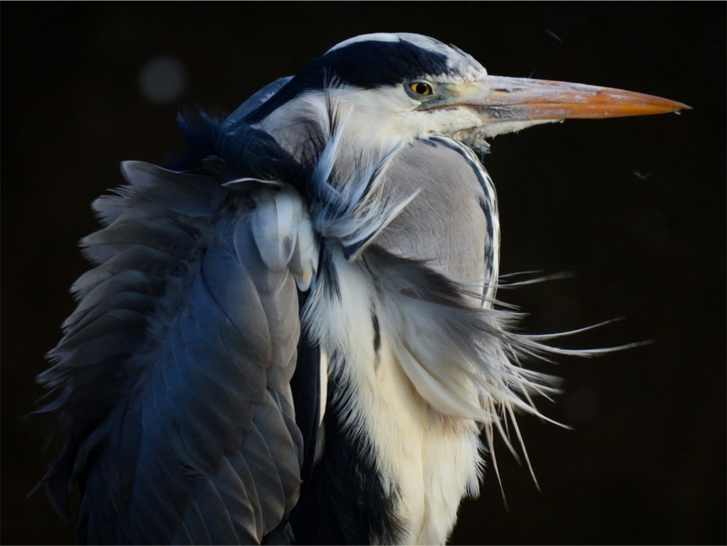 Close-up photograph of a great blue heron in profile against a nearly black background. The bird faces right, its long orange bill extending toward the edge of the frame. Gray, blue, white, and black plumage fills most of the image, with long, delicate feathers sweeping outward from its neck and chest as though caught by the wind. Light falls across its face and breast, drawing attention to its yellow eye and the layered texture of its feathers.